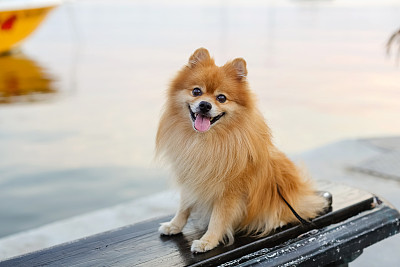 博美犬