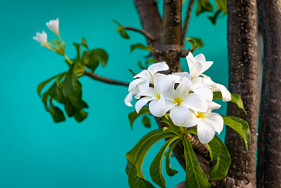 花头
