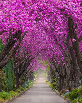 开花的