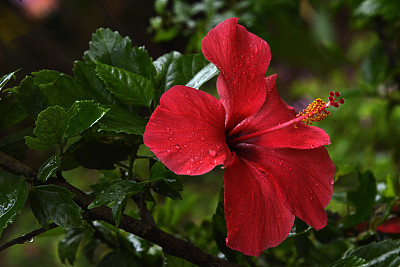 花序