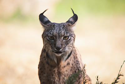 山猫
