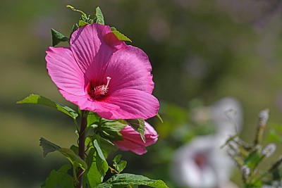 花序