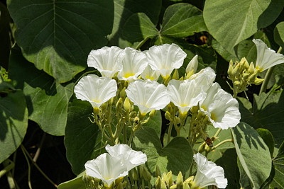 花蕾