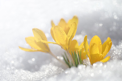 花蕾
