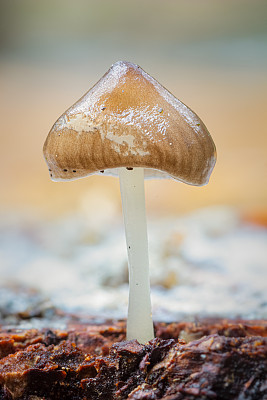 毒蘑菇