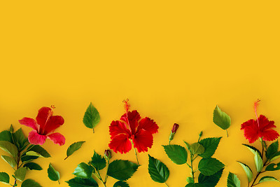花蕾
