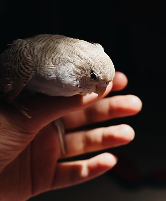 鹦鹉