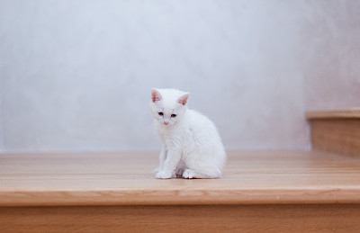 小猫