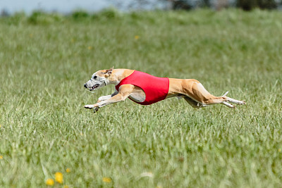 灰猎犬