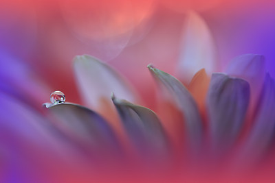 花蕾