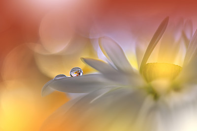 花簇