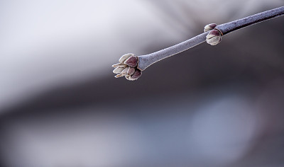 花蕾