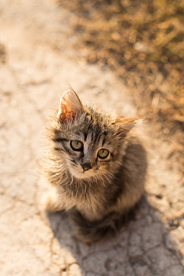 猫科动物