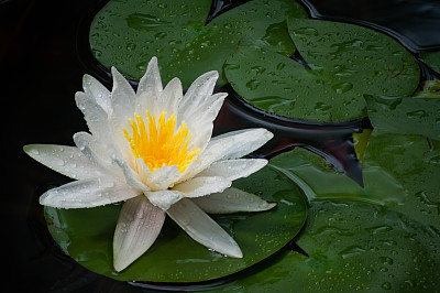 花序