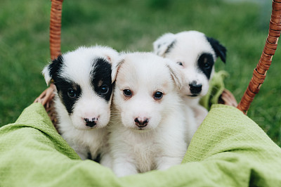 犬科