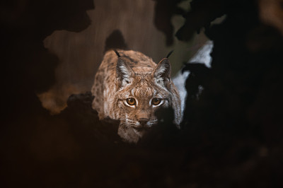 山猫