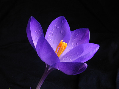 花蕾