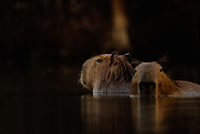 水豚