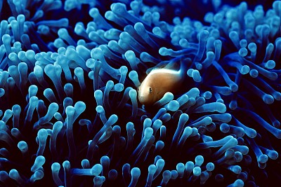 海葵