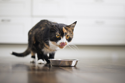 斑纹猫
