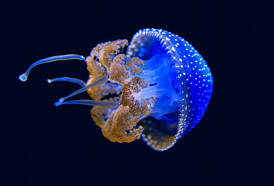 幽浮水母