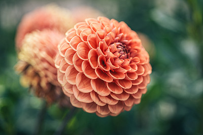 仅一朵花