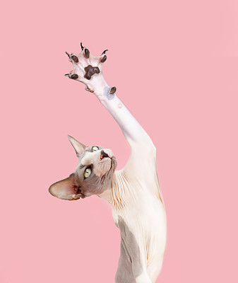 小猫