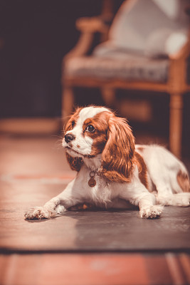 查理王小猎犬