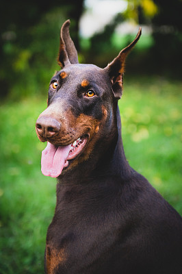 杜宾犬