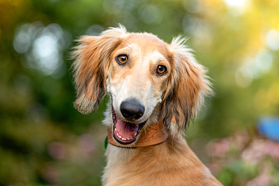 纯种犬