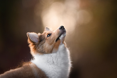 喜乐蒂牧羊犬