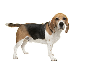 比格犬