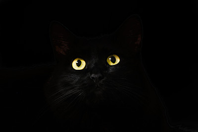 猫科动物