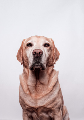 金毛拉布拉多猎犬