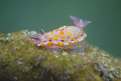 悉尼