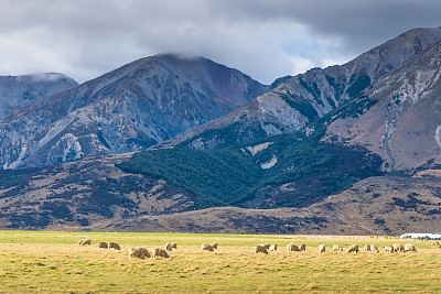 新西兰绵羊农场和山区背景。