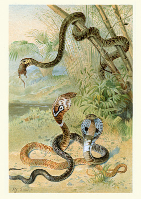 博物学，爬行动物，鼠蛇和眼镜蛇