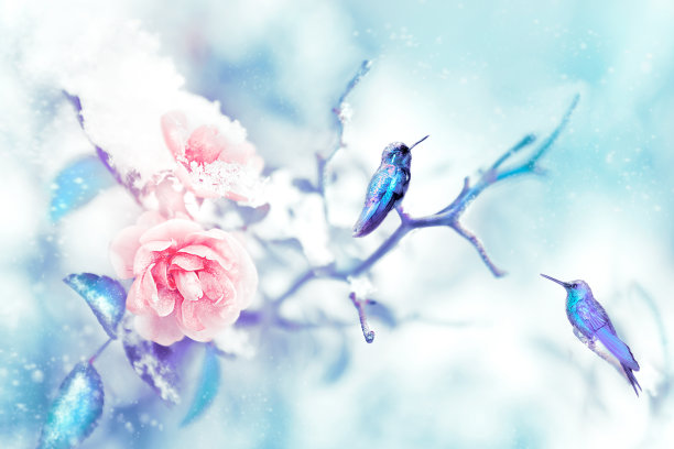 在美丽的粉红色玫瑰的背景上,蓝色和紫色的小鸟在雪和霜冻中.