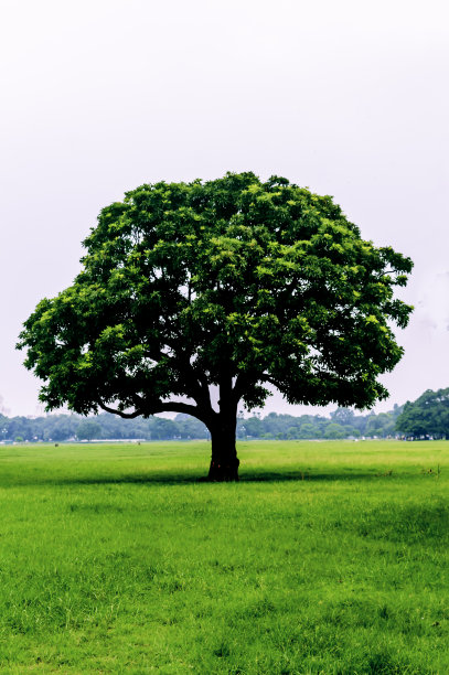 草地上的一棵老橡树。田野上长着一棵高大美丽的橡树，在阳光明媚温暖的天气里，这是夏日的一道风景线。在春天的绿叶上的一棵树。田野里孤零零的一棵大树。树的生命理念。
