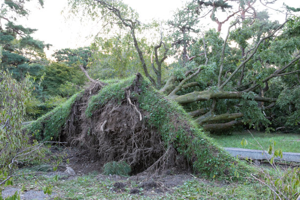 树被台风吹倒了