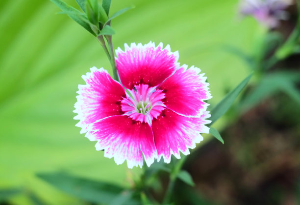 竹石竹(甜威廉)花