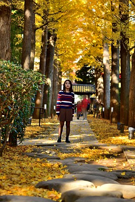 年轻的日本女人走在东京金黄色的银杏树下