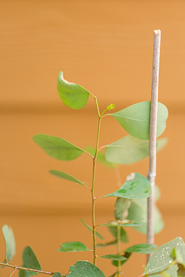 桉树“幸运的国家”植物