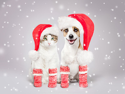 狗和猫戴着圣诞帽