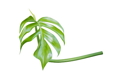 年轻的孟斯特拉植物的叶子，热带常绿藤本孤立在白色的背景，修剪路径包括