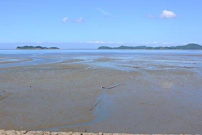 在韩国黄海滩涂Vd741