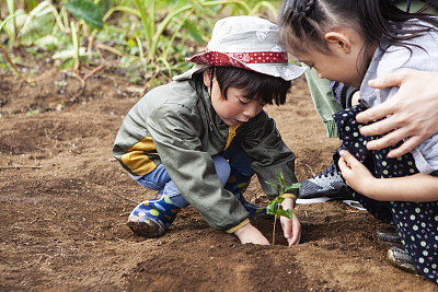 爸爸、漂亮女孩和漂亮男孩在农场里种苗。