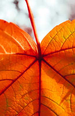 红色和黄色的枫叶，脉络宏观观。抽象多彩的自然秋色背景。
