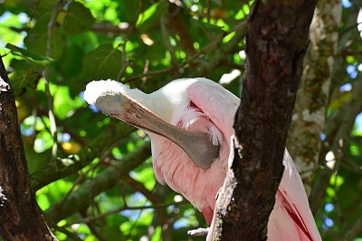 粉红琵鹭，朱鹮和琵鹭家族中的一种群居涉水鸟。