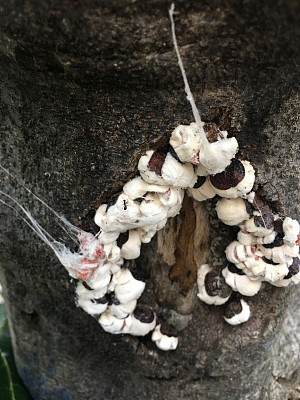 树皮上的白色蘑菇选择浅景深的焦点